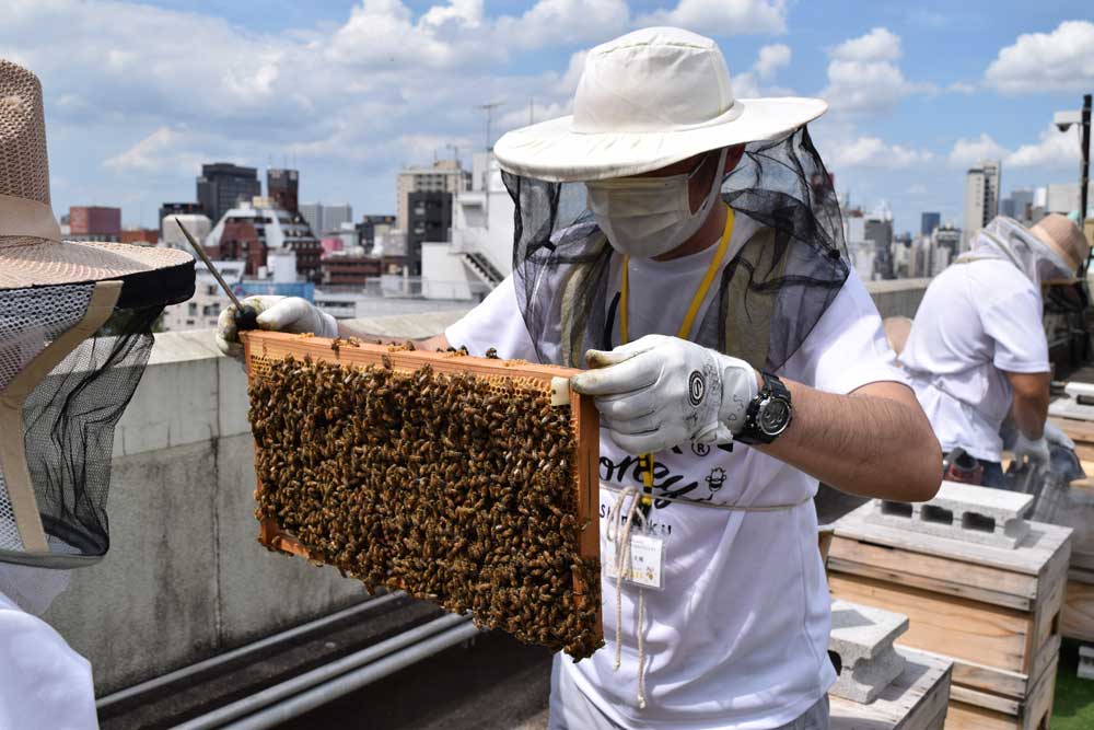 養蜂作業の様子（※プランに養蜂体験は含まれない） 