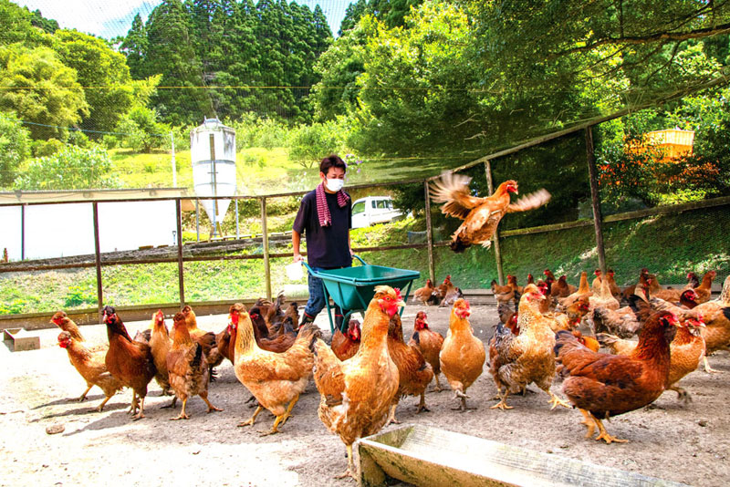 全国の契約養鶏拠点でのびのびと育てられている地鶏たち。相撲部屋のちゃんこでは地鶏をつかったものは基本的にはないとのこと。今回「塚田農場」のちゃんこでは、本家でも珍しい、炊くほどに旨味が増す地鶏のちゃんこ鍋を楽しめる